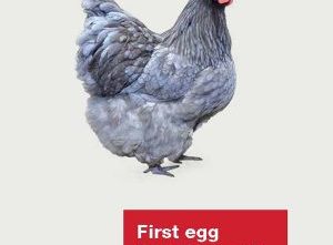 First Egg to Retirement: A Reference Guide to Keeping Strong, Productive Hens